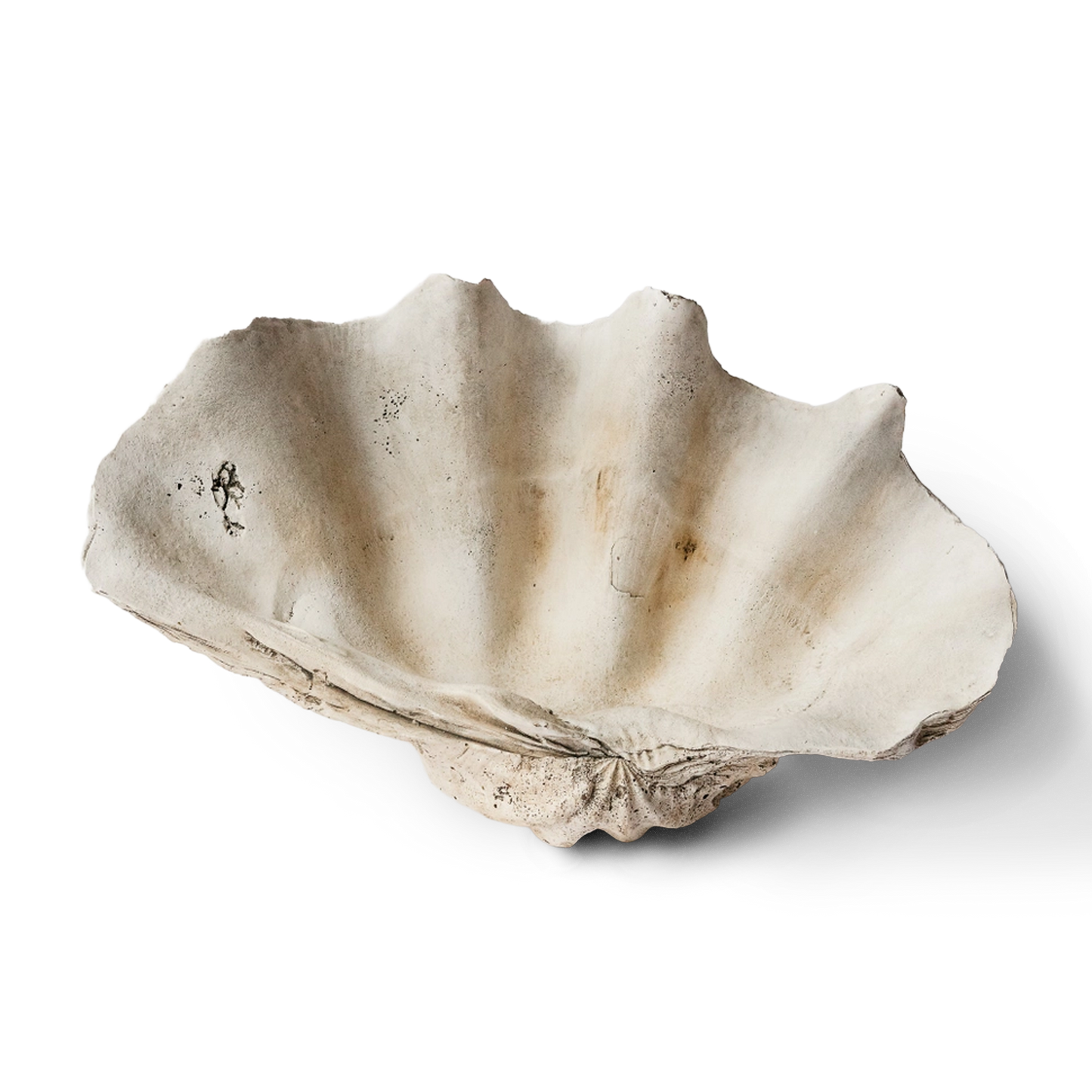 Ocean Clam Shell