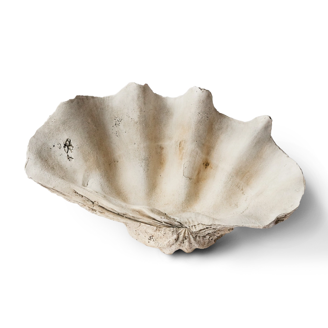 Ocean Clam Shell