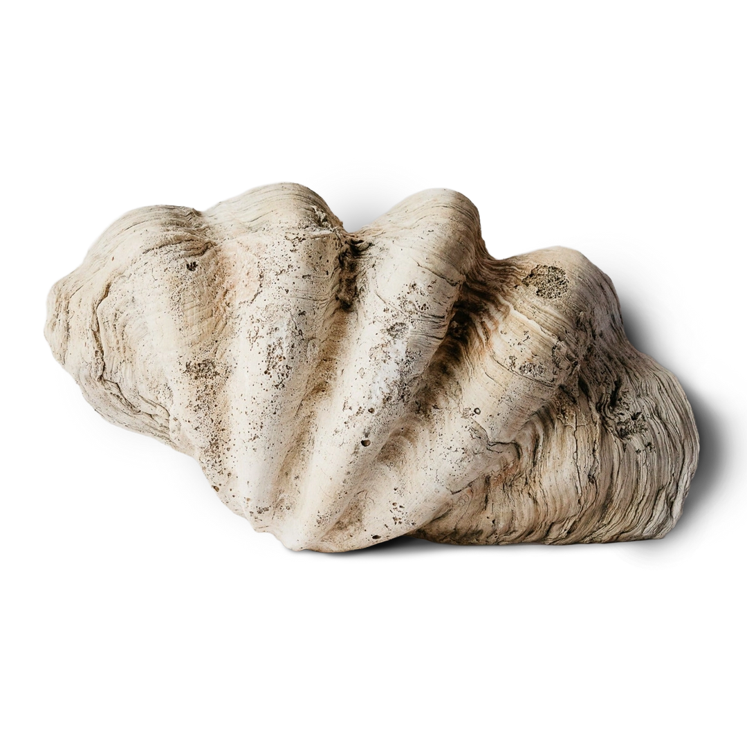 Ocean Clam Shell