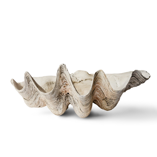Ocean Clam Shell