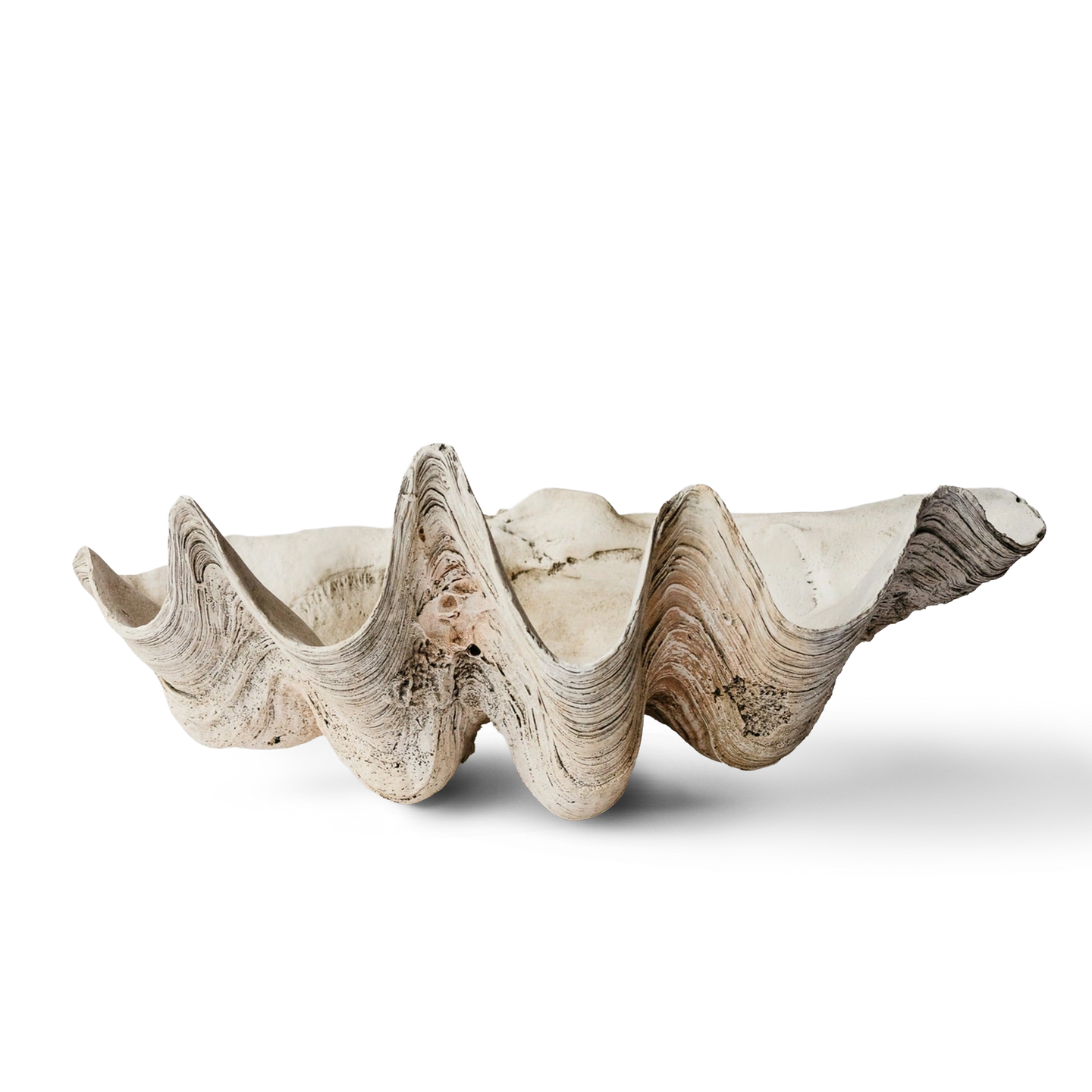 Ocean Clam Shell